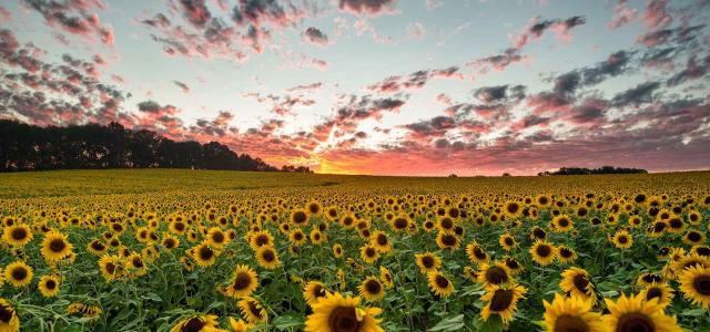 Sunflower Field in Maryland